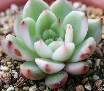 Echeveria Morgain  1