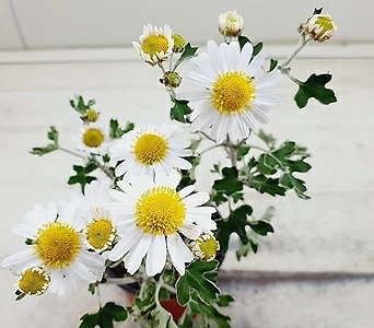흰꽃 향소국 1