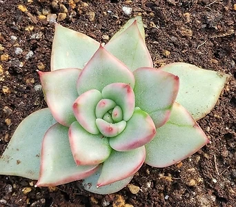 Echeveria agavoides Frank Reinelt  1