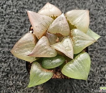 아한Echeveria agavoides f.cristata-214 -214 1
