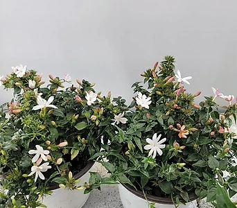 Jasminum polyanthum Franchet  1