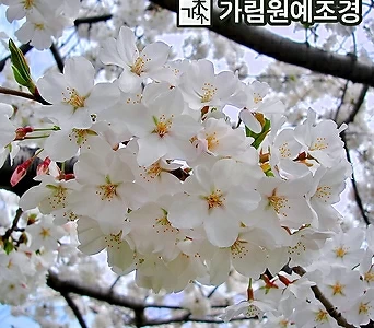 벚나무 겹벚나무 왕벚나무 개화주 분묘 및 접목묘 가림원예조경 1
