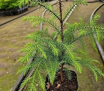 미니사이즈 아레우카리아 엑스플랜트 엑플 실내식물 공기정화식물 인테리어식물 트리나무 1