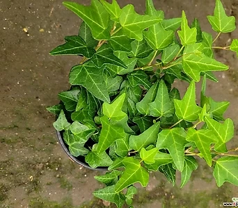 아이비 초록아이비 수경재배 넝쿨식물 엑스플랜트 엑플 공기정화식물 1