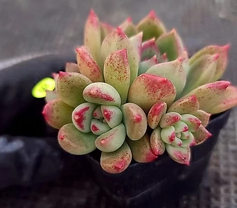 Echeveria Arje  1