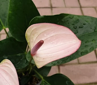 안시리움 졸리펄스 (랜덤배송) - 흰색에 분홍색 한방울 섞인듯한 색깔 1