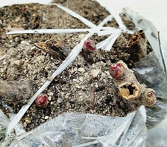 Paeonia lactiflora  1