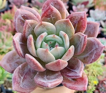 Echeveria Baekya (White Night) (906) Succulents - Xplant
