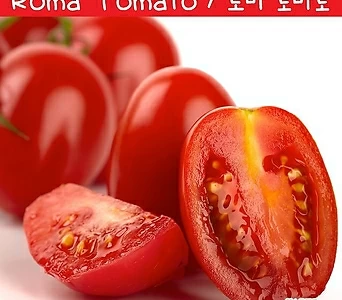 로마 토마토 Roma Tomato 소스토마토 희귀토마토 교육체험용 세트 1