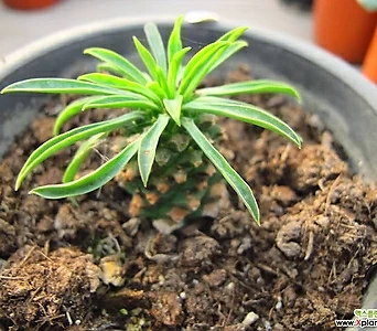 Euphorbia hypogaea 02339 1
