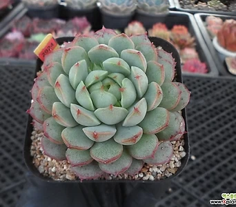 Echeveria Yeonji 11-2924 1