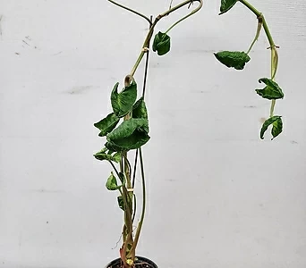 Syngonium podophyllum x 60000 1