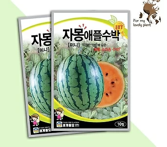자몽 애플 수박 10립 세계종묘 과채류 씨앗 1