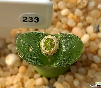 Crassula pubescens x  233 1