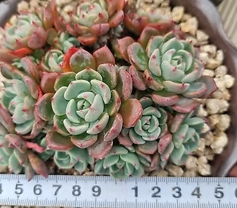 Echeveria nanahukumini  1