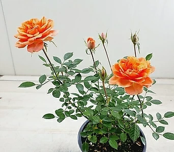 Rosa multiflora  1