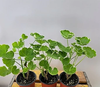 Pelargonium(Geranium)  1