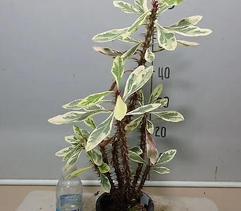 Euphorbia milii 1--- 1