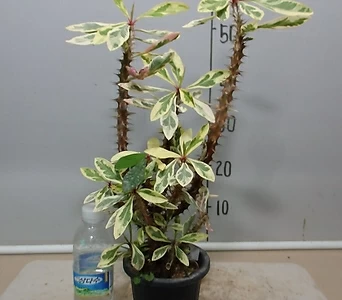 Euphorbia milii 3--- 1