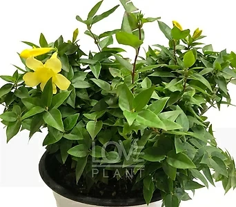 캐롤라이나자스민(중품) 개나리 자스민 노랑 꽃 향기 넝쿨 야생화 허브 관엽식물 1
