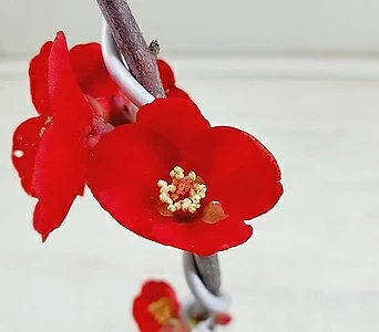 홍천조 명자나무 꽃몽우리 1