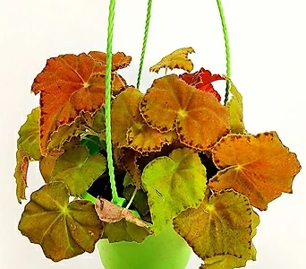 꽃나무팜 베고니아 어텀앰버 걸이분 단풍이 든듯 예쁜 잎 행잉 공중식물 한개금액입니다 1