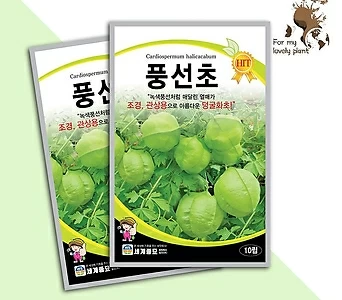 풍선초 10립 세계종묘 덩굴식물 씨앗 조경용 식물 1