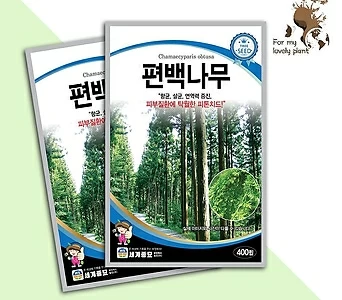 편백나무 400립 세계종묘 수목종자 씨앗 1