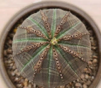 Euphorbia obesa (Baseball Plant)   1