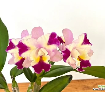 (한정특가)카틀레아 마리송(꽃이 피었던 상품) 중품2 대표적인서양란 향기좋은서양란 꽃이큰서양란 1
