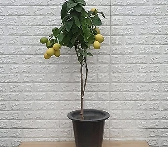 레몬나무155 - 유실수 1