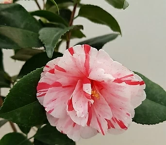 [진아플라워] 백색에 핑크의 줄무늬가 있는 사랑스런 오색동백 330 화원 농원 1