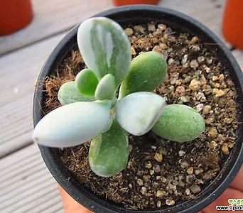 Cotyledon orbiculata cv variegated 00273 1