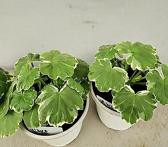 Pelargonium(Geranium) 80 1
