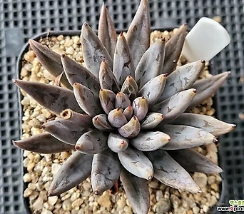 Echeveria unguiculata 1203 1