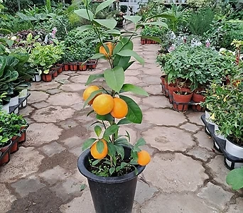 오렌지 레몬나무 1