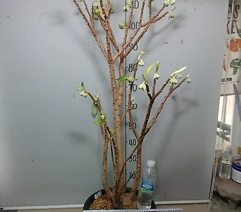 삼지닥나무 노란꽃 12-5-한나무 대형-꽃 바글바글-동일품배송 1