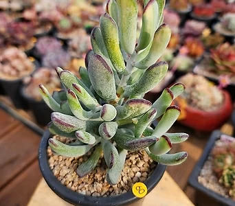 Cotyledon orbiculata cv variegated 1205260 1