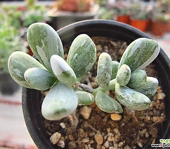 Cotyledon orbiculata cv variegated 00529 1
