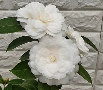 백동백나무(대품) - 흰동백 겹꽃130 1