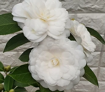 백동백나무(대품) - 흰동백 겹꽃125 1