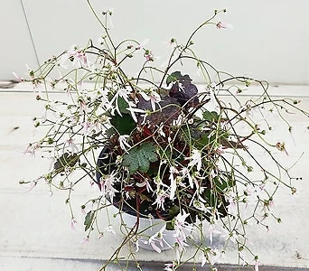 연분홍 겹꽃 대문자초  대품 1