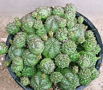 Euphorbia obesa (Baseball Plant) ●●       1211 1