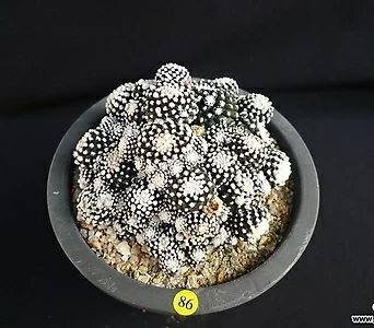 Mammillaria laui (86) 1