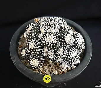 Mammillaria laui (87) 1