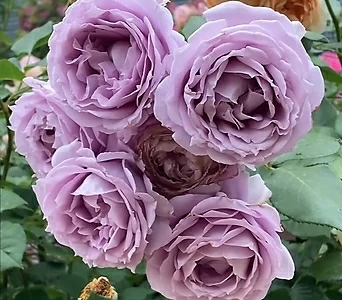 Rosa Novalis .4....old rose .10cm... 1