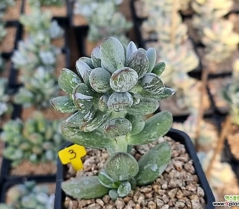 Cotyledon orbiculata cv variegated  1