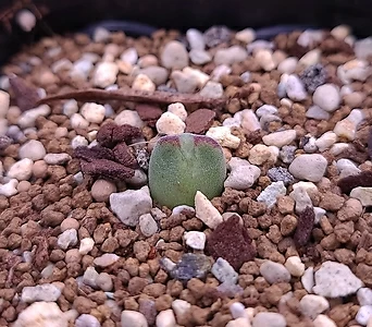 conophytum danielii(다니엘리) 1