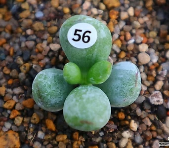 Echeveria agavoides f.cristata피乒乓福娘锦(뿌리무)56 56 1