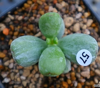 Cotyledon orbiculata cv variegated 57 1